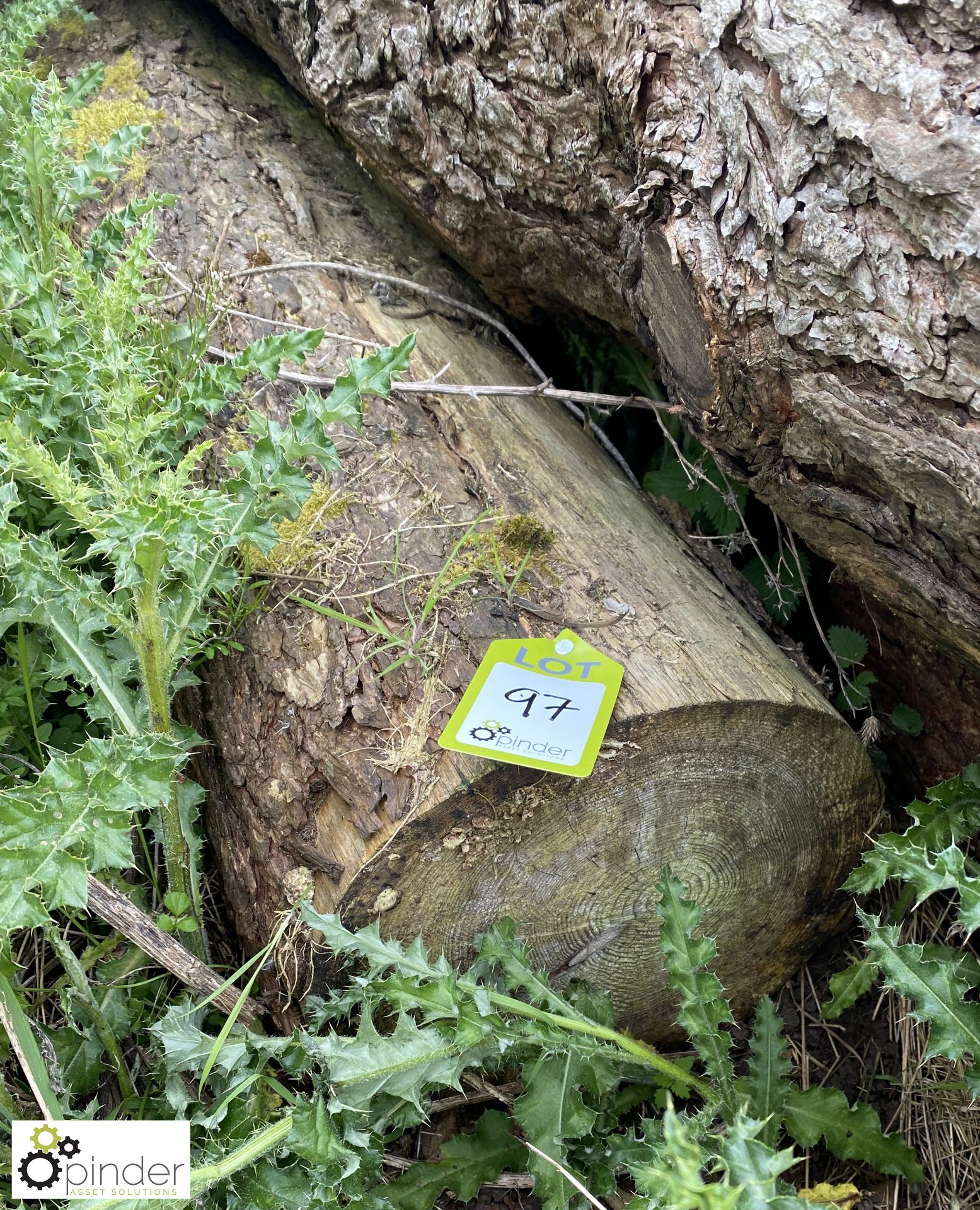 Softwood Log, approx. 10000mm x 250mm diameter - Image 2 of 5