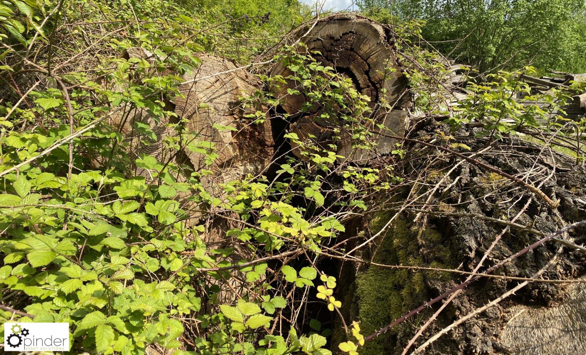 Approx 10 various Logs, comprising yew, oak, etc - Image 6 of 7