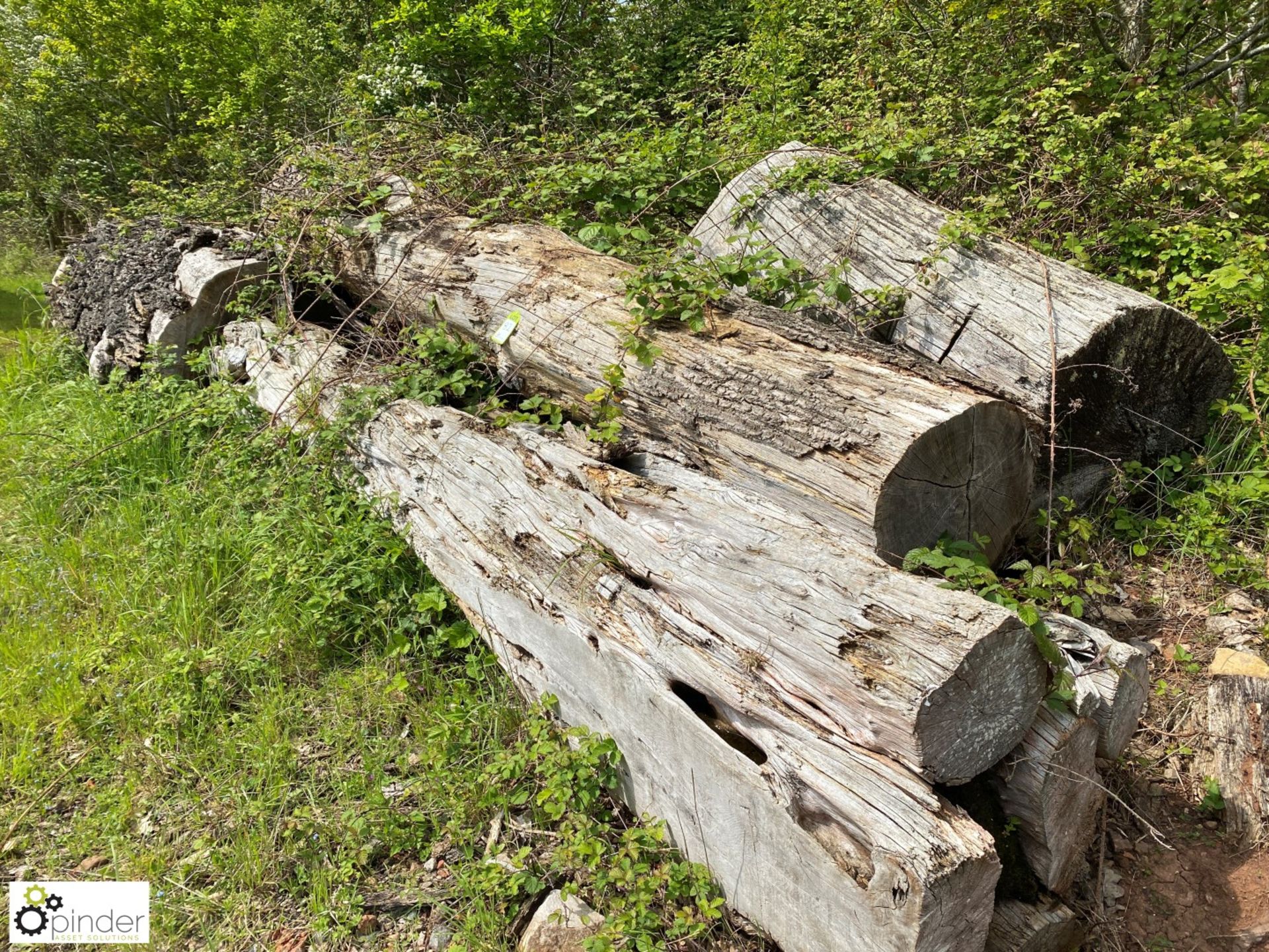 Approx 10 various Logs, comprising yew, oak, etc - Image 2 of 7