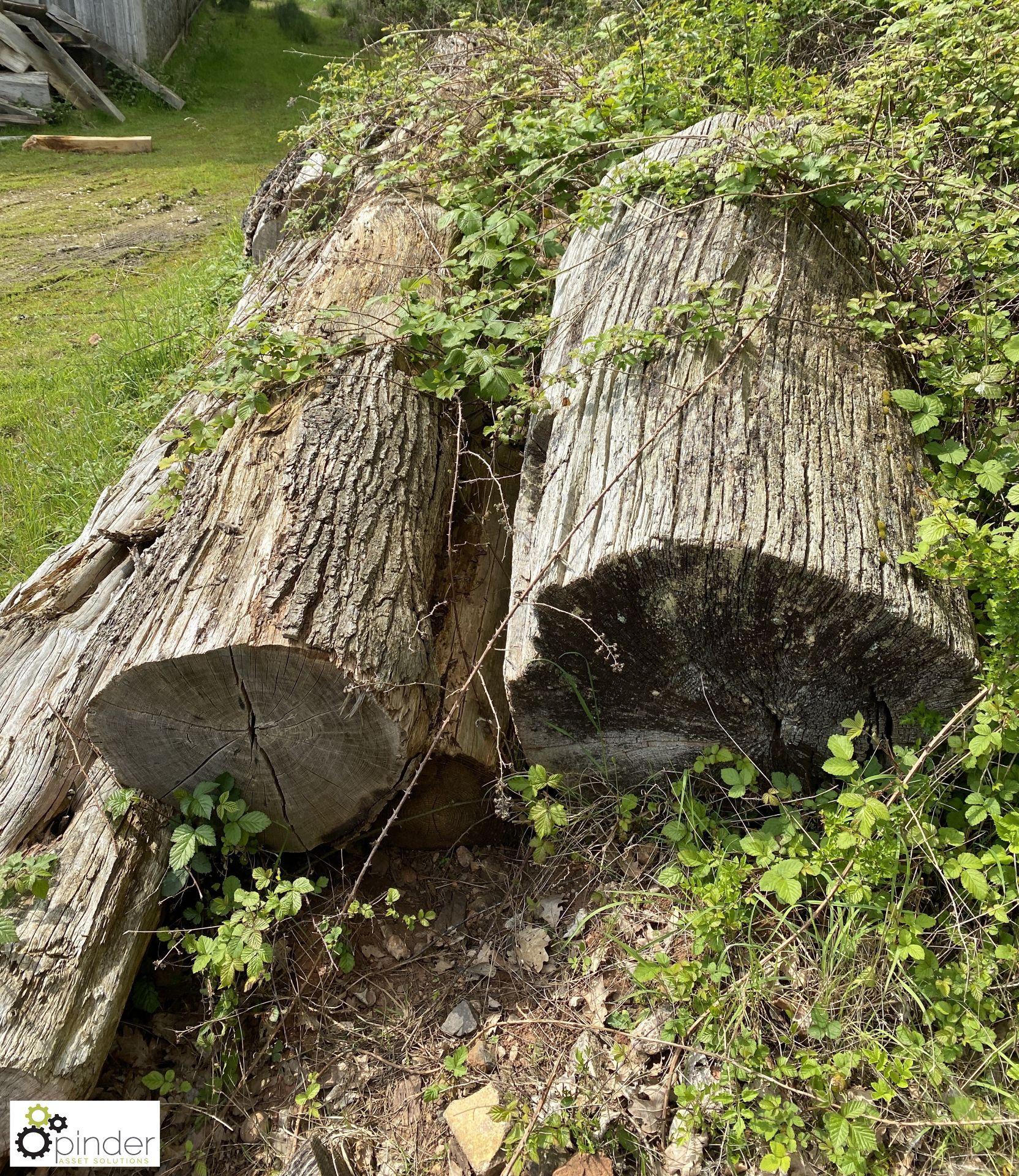 Approx 10 various Logs, comprising yew, oak, etc - Image 3 of 7