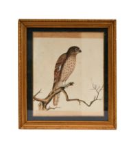 A FINE INDIAN COMPANY SCHOOL PAINTING DEPICTING A FALCON PERCHED ON A BRAND, 19TH CENTURY