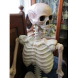 Life size plastic human skeleton. Approx 5ft tall. See photos.