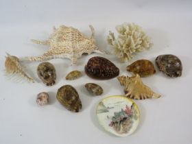 Selection of sea shells and coral.