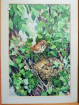 Lovely Watercolour signed D.E. Walduck 1969 'Thrush with young' 42.71 Framed and mounted under gl