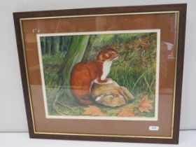 Superbly painted watercolour of a Stoat with Kill.  Bears the signature 'Heyburn' Framed and mounted