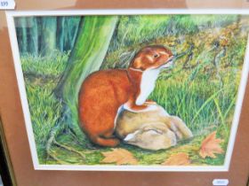 Superbly painted watercolour of a Stoat with Kill. Bears the signature 'Heyburn' Framed and mounted