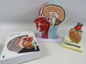 3d Anatomy models of a pregnant pelvis, Heart and Head.