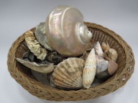 Basket containing a selection of sea shells.