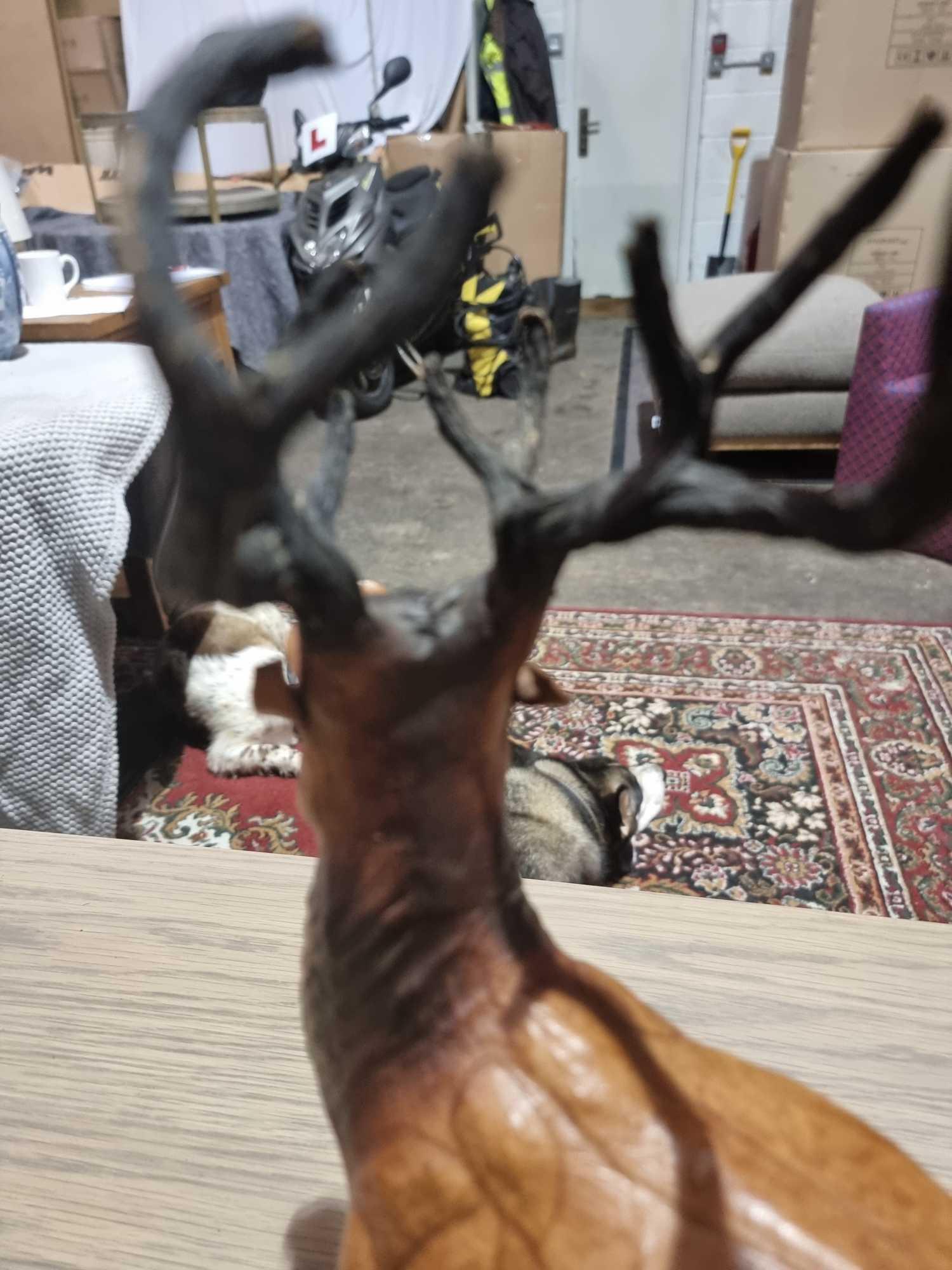 A Set of 2 x Leather Wrapped Deer with Antlers With Glass Eyes The Deer Have Glass Eyes And Is - Image 8 of 9