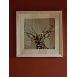 Rufus By Louise Luton Limited Edition 25/50 In A Glazed White Wood Modern Frame Born In Salisbury In