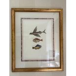 Print of three fish drawn on paper in gold frame