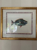 Print of fish drawn on paper in gold frame