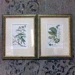 2 x Coloured Botanical Studies Glazed And Framed Prints 35 x 44cm