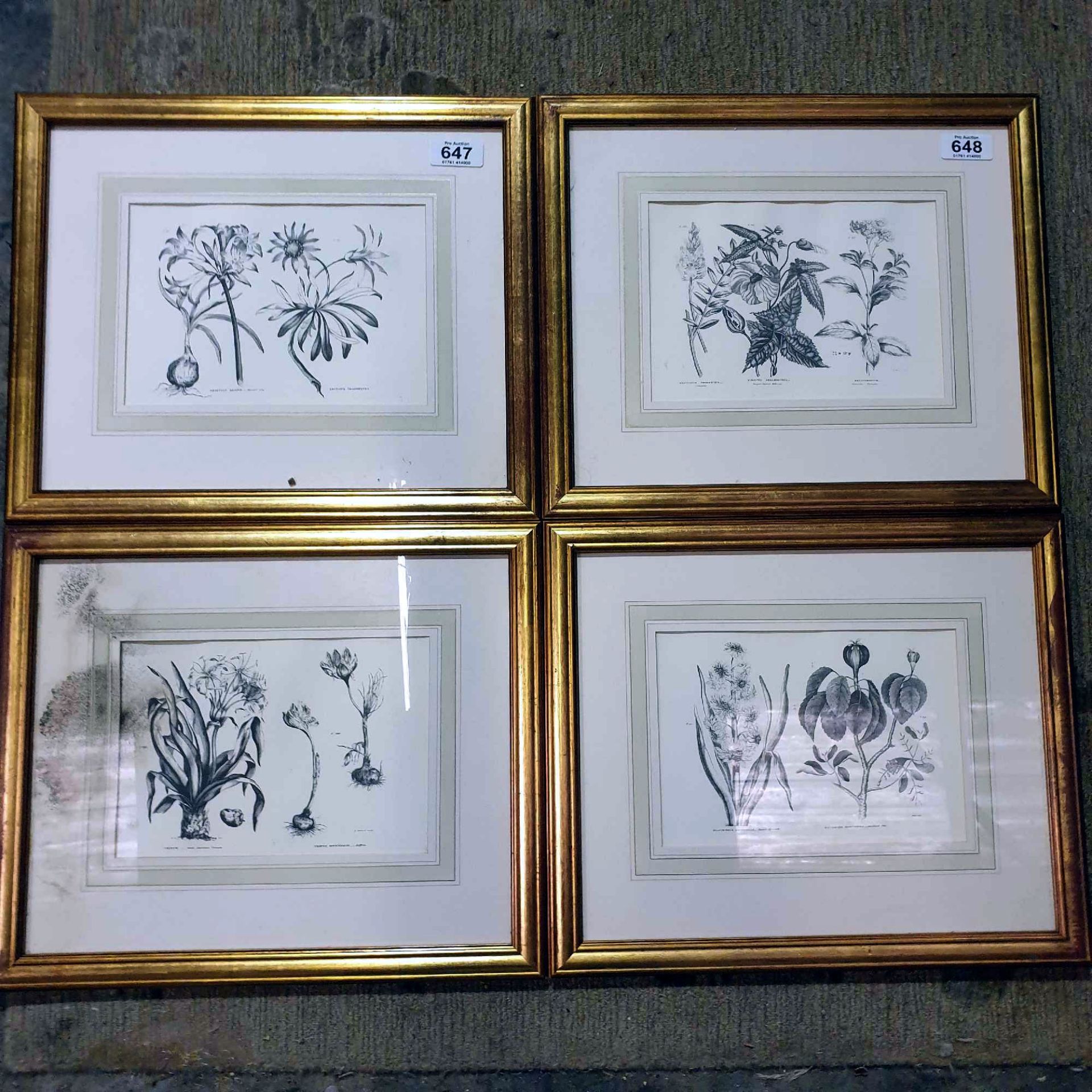 4 x Botanical Studies Framed And Glazed Prints 42 x 50cm