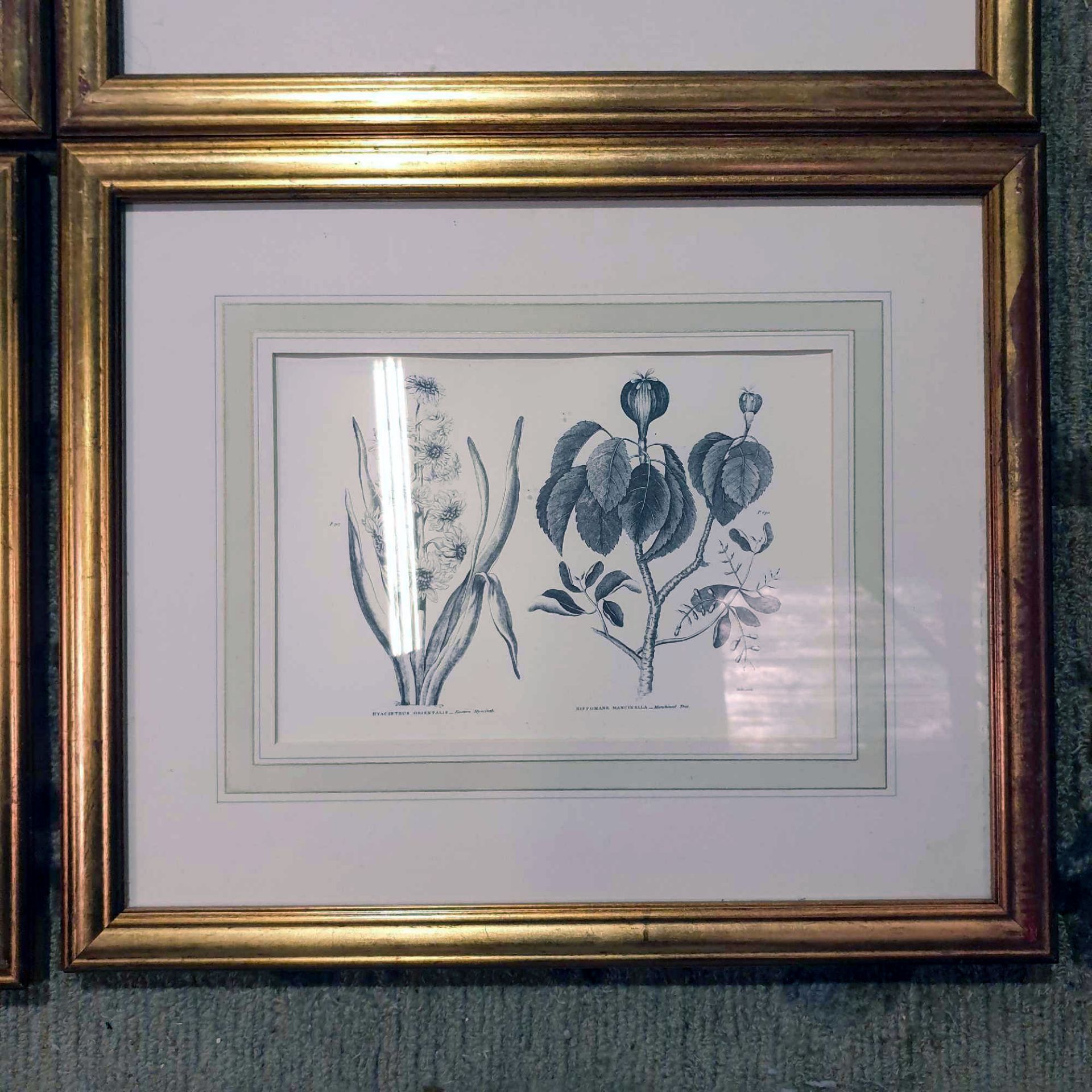 4 x Botanical Studies Framed And Glazed Prints 42 x 50cm - Image 8 of 8