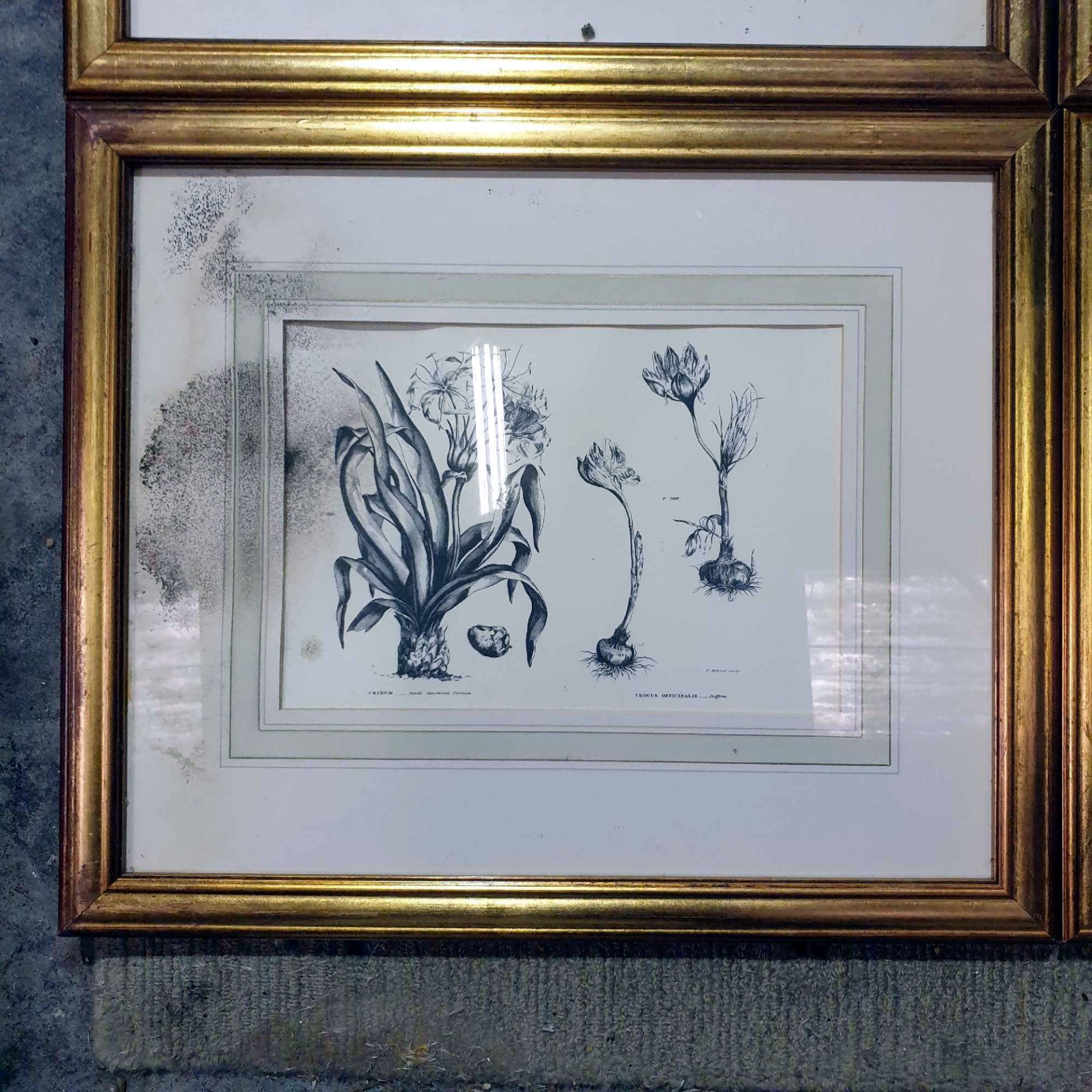 4 x Botanical Studies Framed And Glazed Prints 42 x 50cm - Image 5 of 8