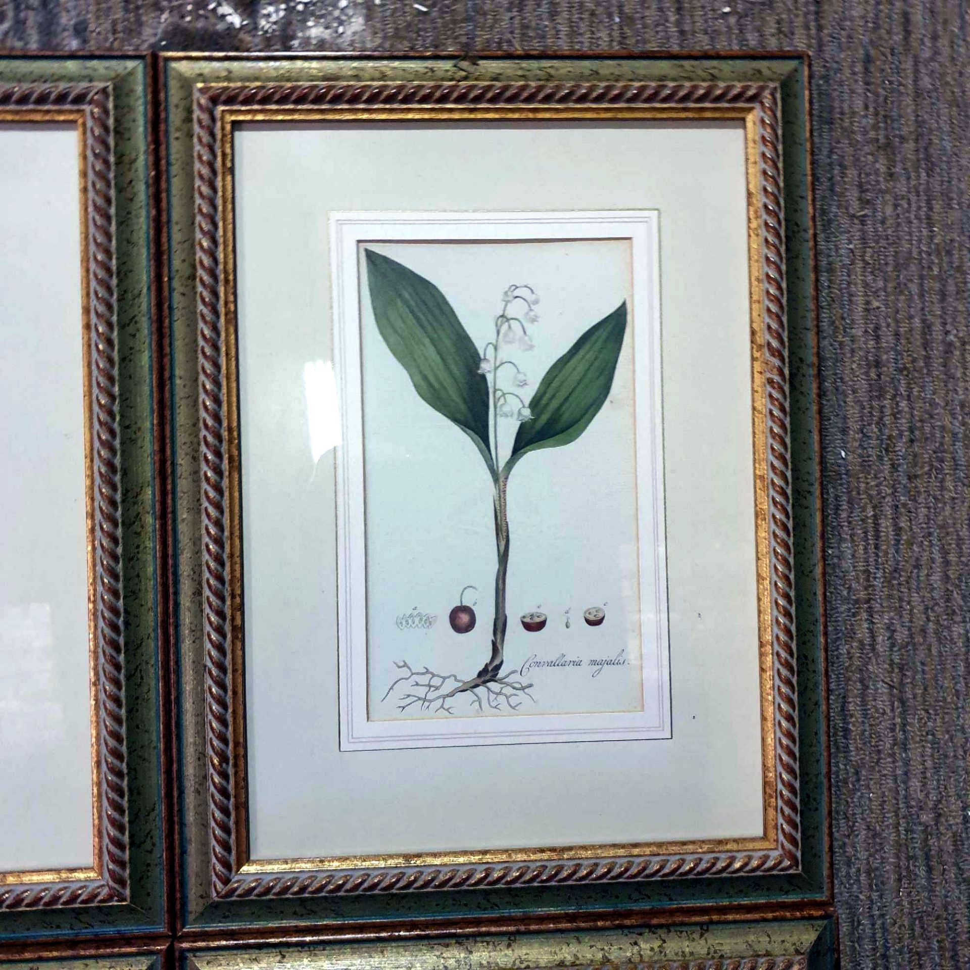 4 x Coloured Botanical Studies Glazed And Framed Prints 31 x 41cm - Image 3 of 5