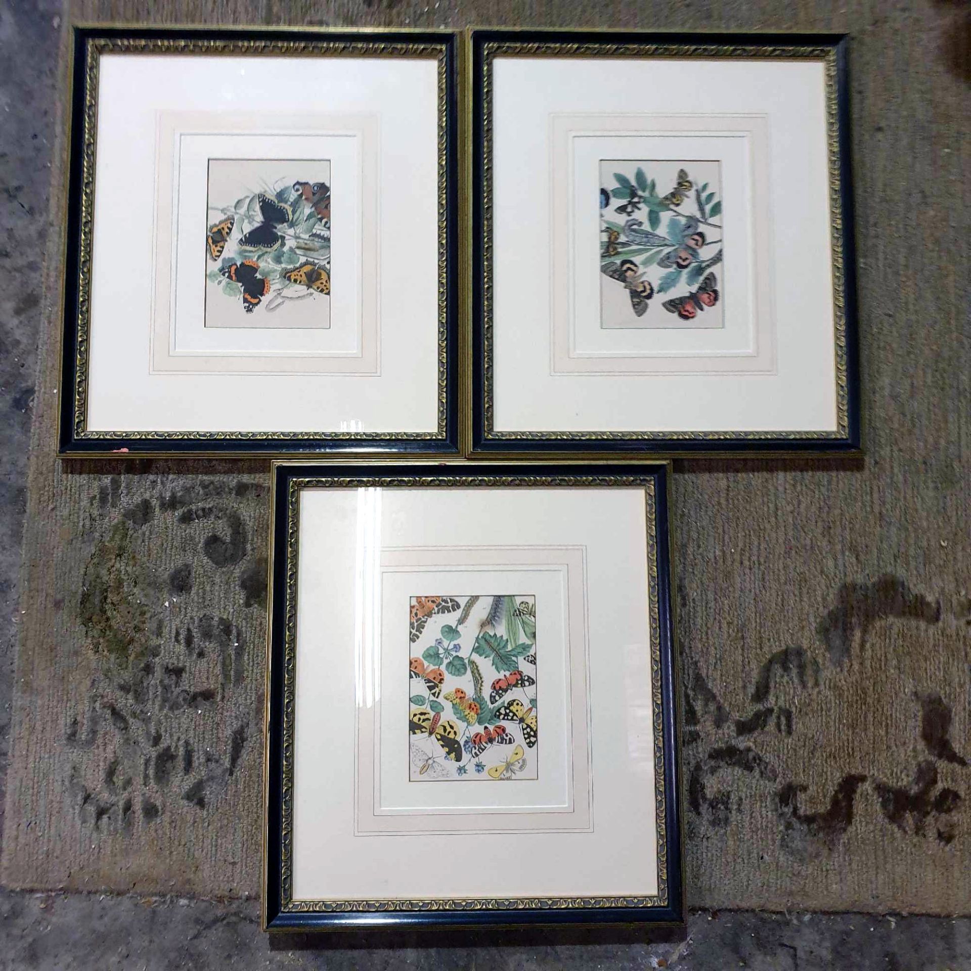 3 x Entomology Studies Of Butterflies And Moths Glazed And Framed 46 x 50cm