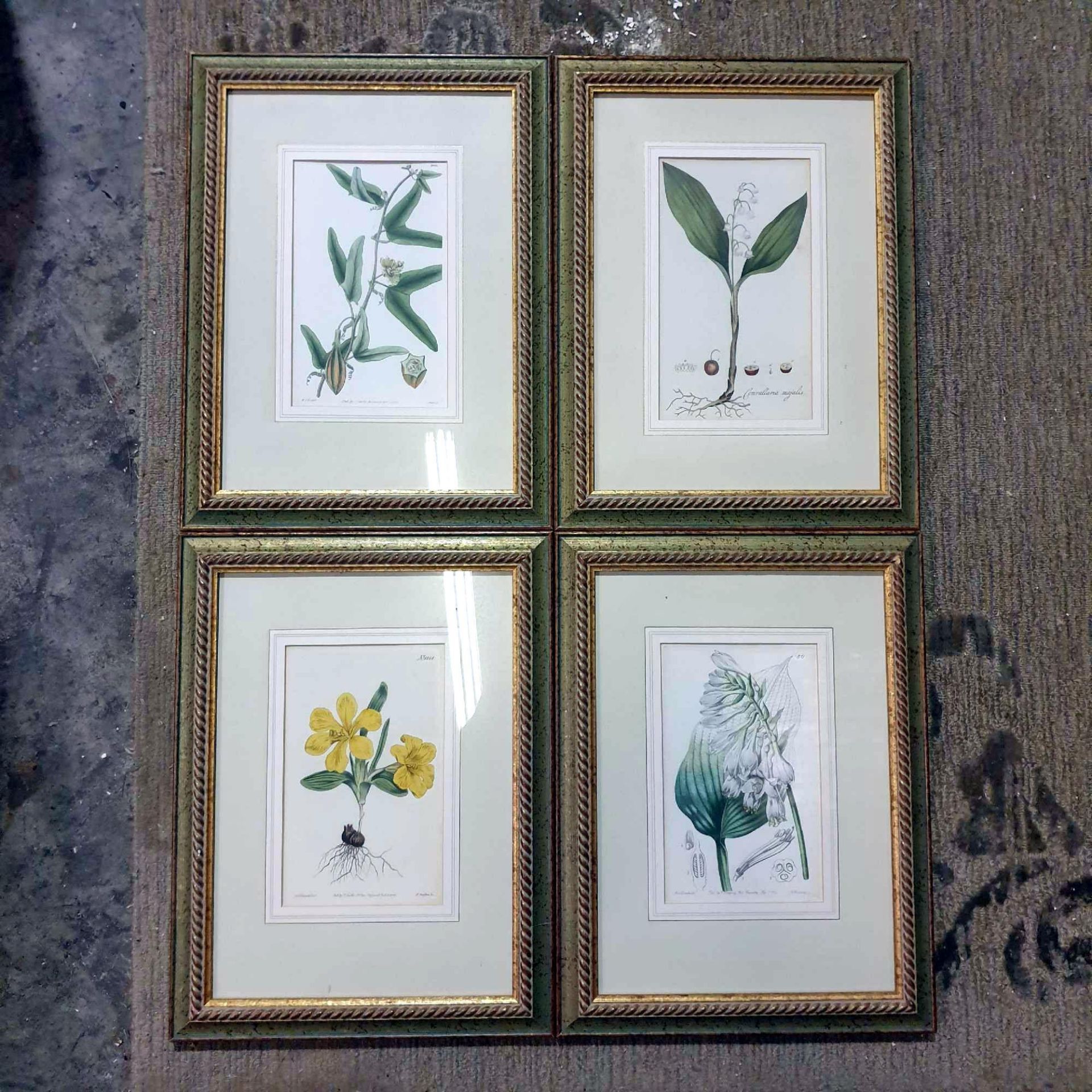 4 x Coloured Botanical Studies Glazed And Framed Prints 31 x 41cm