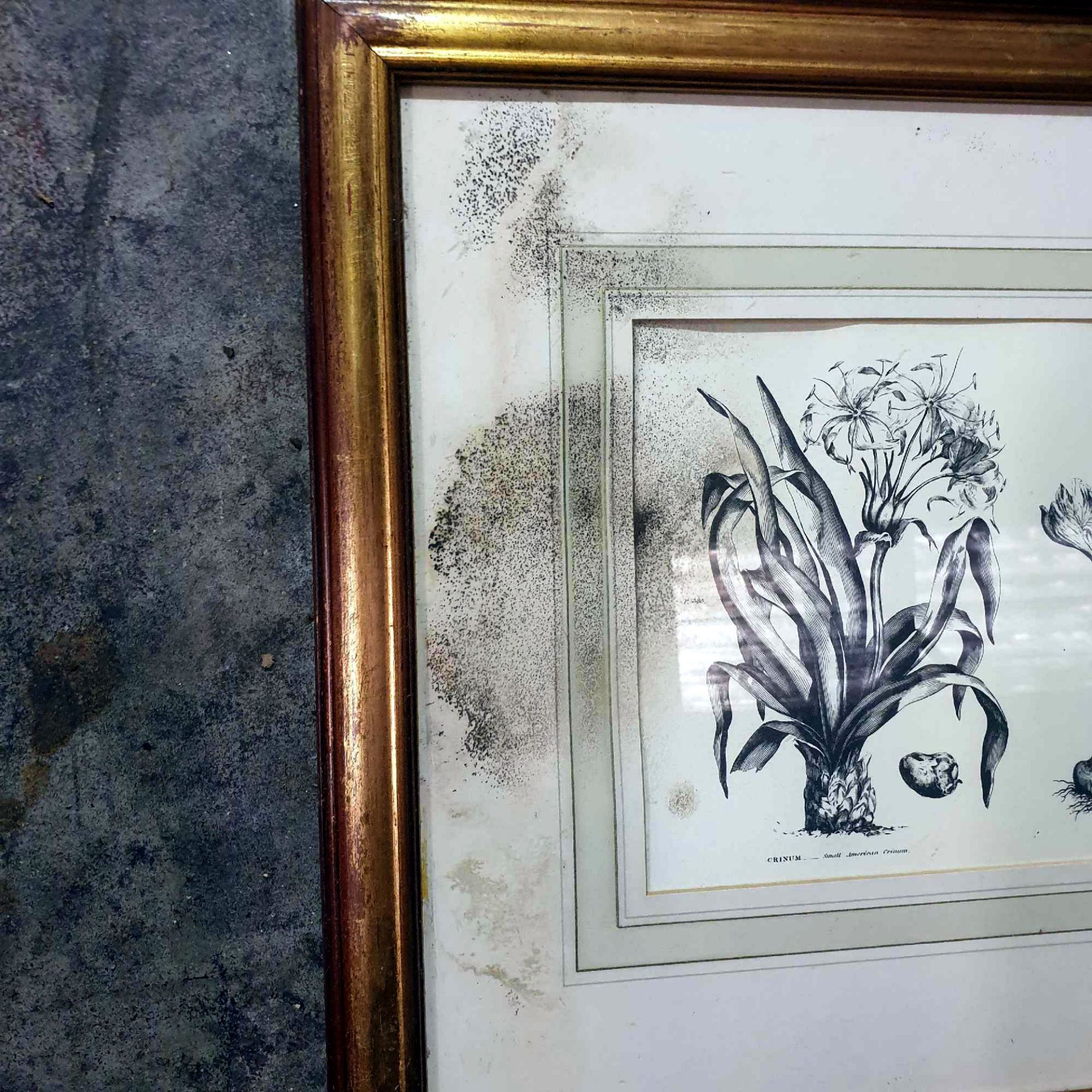 4 x Botanical Studies Framed And Glazed Prints 42 x 50cm - Image 6 of 8