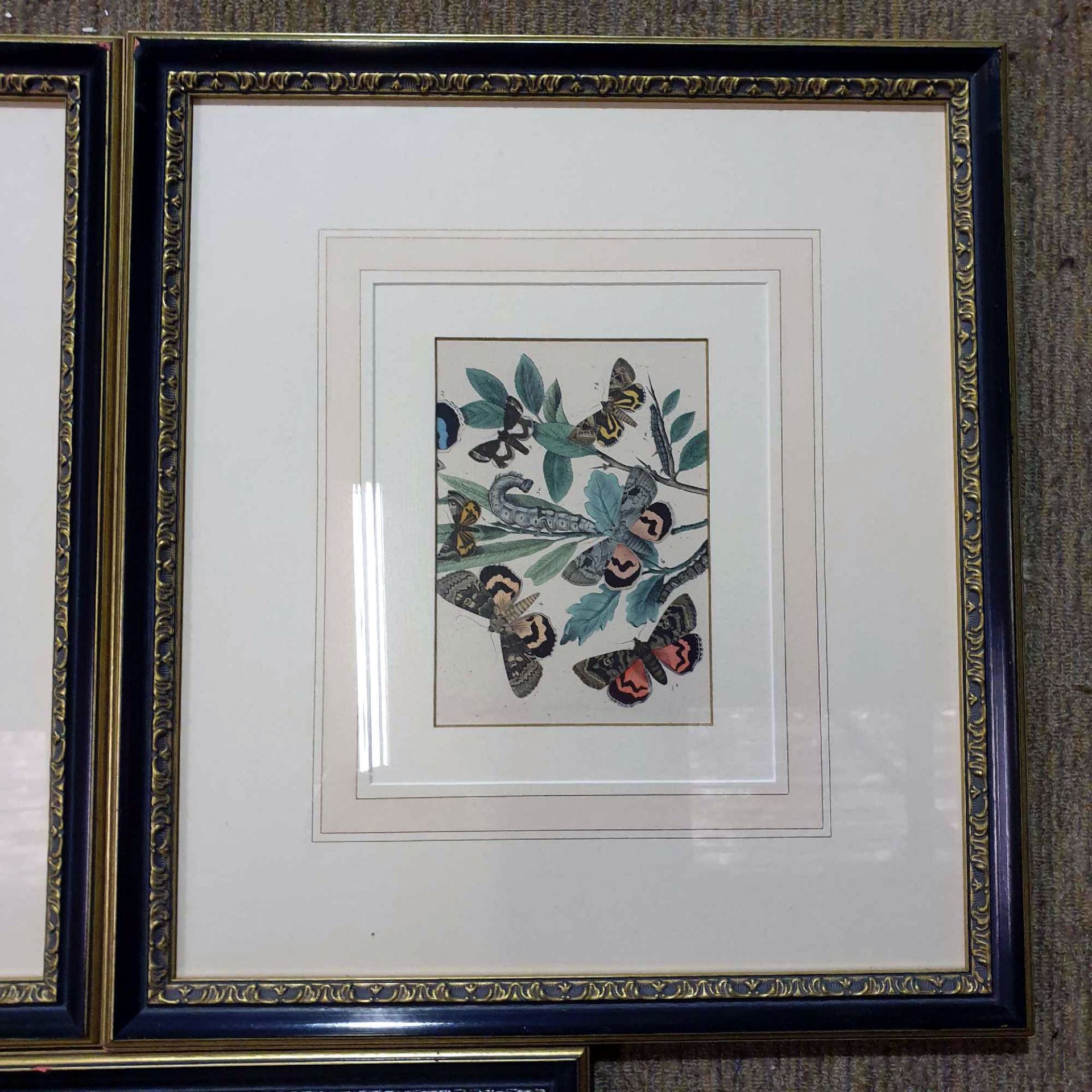 3 x Entomology Studies Of Butterflies And Moths Glazed And Framed 46 x 50cm - Image 3 of 5