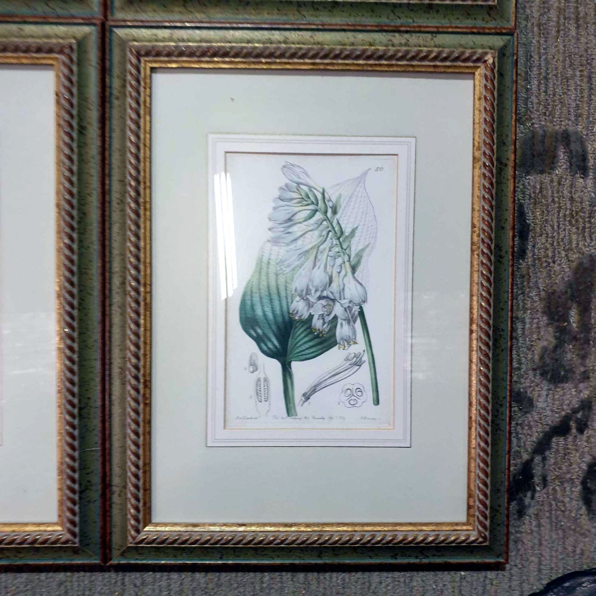 4 x Coloured Botanical Studies Glazed And Framed Prints 31 x 41cm - Image 5 of 5