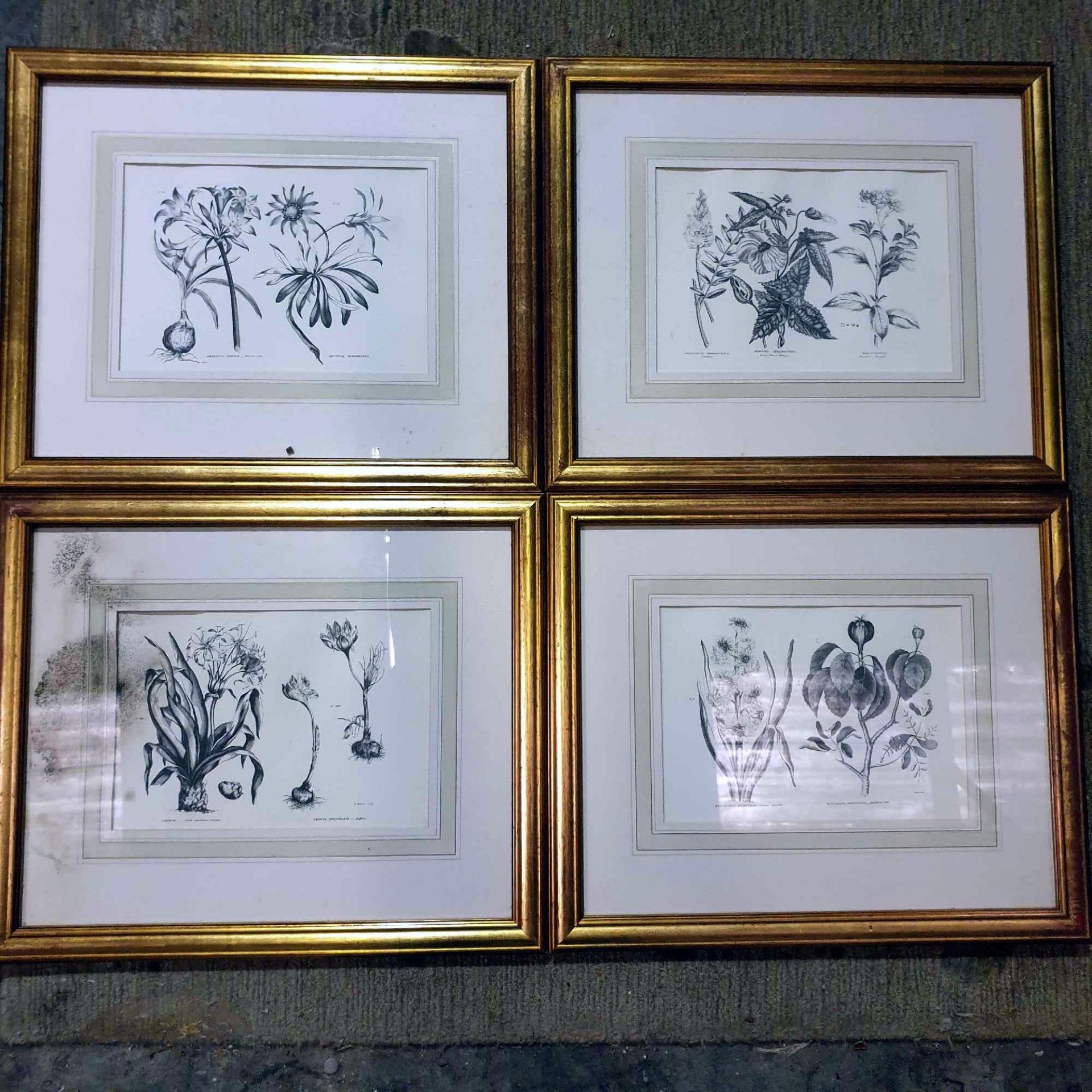 4 x Botanical Studies Framed And Glazed Prints 42 x 50cm - Image 2 of 8