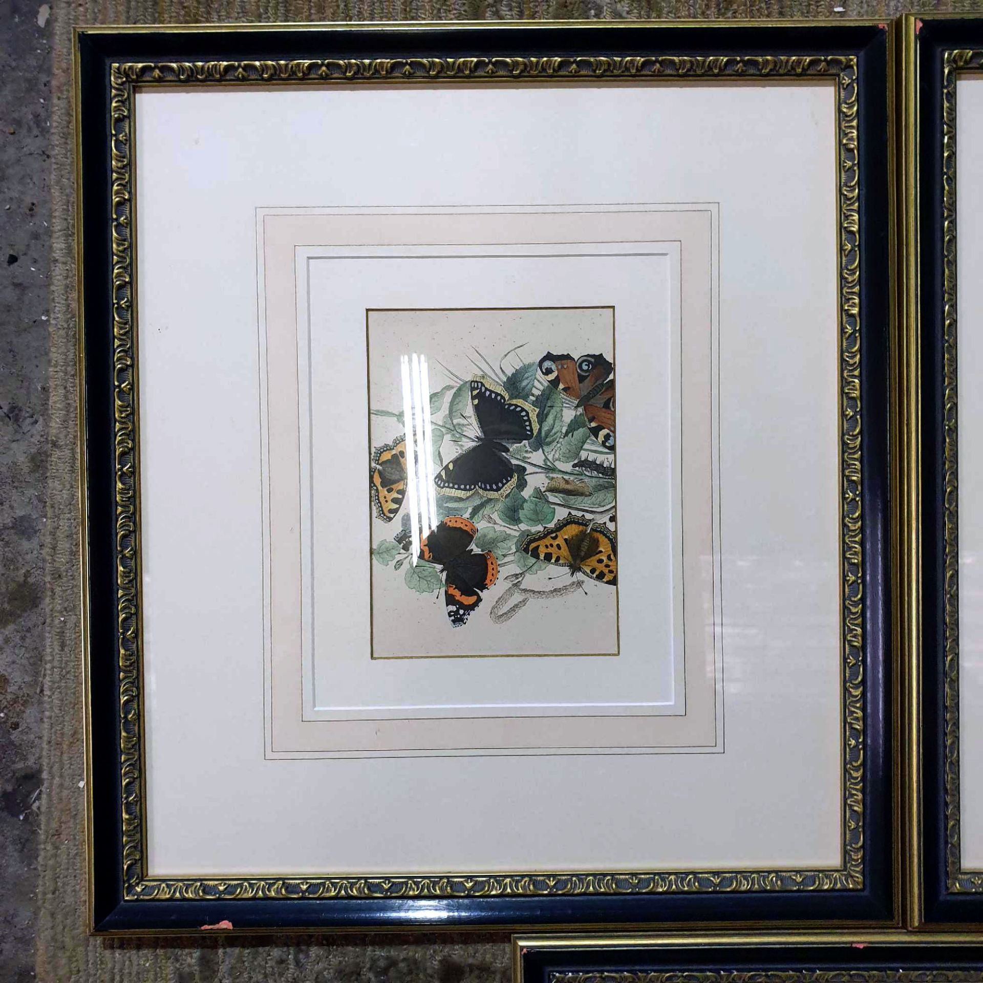 3 x Entomology Studies Of Butterflies And Moths Glazed And Framed 46 x 50cm - Image 2 of 5