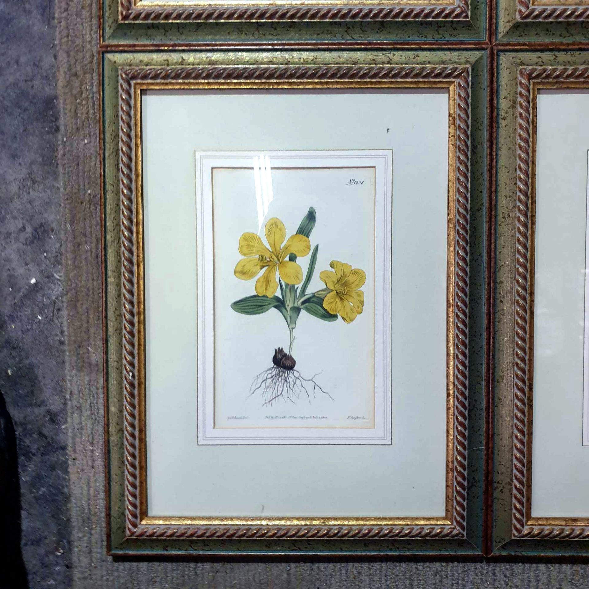 4 x Coloured Botanical Studies Glazed And Framed Prints 31 x 41cm - Image 4 of 5