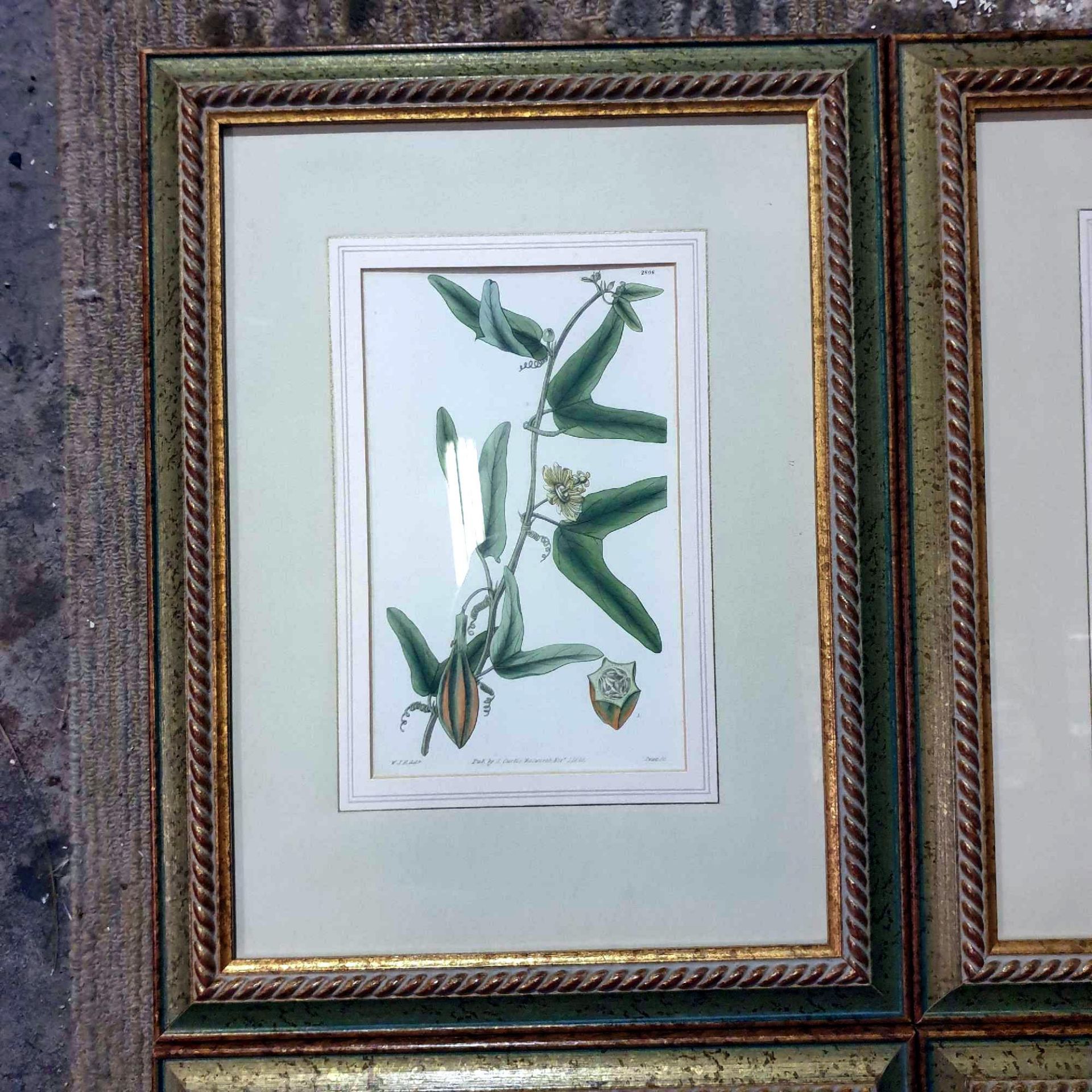 4 x Coloured Botanical Studies Glazed And Framed Prints 31 x 41cm - Image 2 of 5