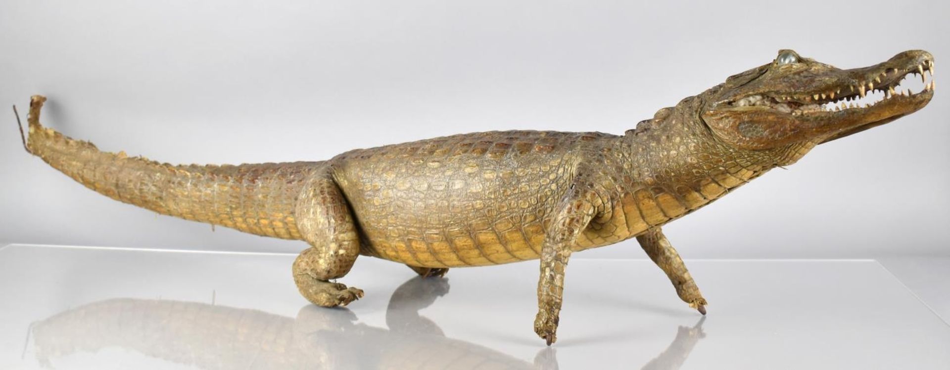 A Large 19th Century Taxidermy Study Of a Cayman with Glass Eyes. 115cm Long