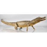 A Large 19th Century Taxidermy Study Of a Cayman with Glass Eyes. 115cm Long