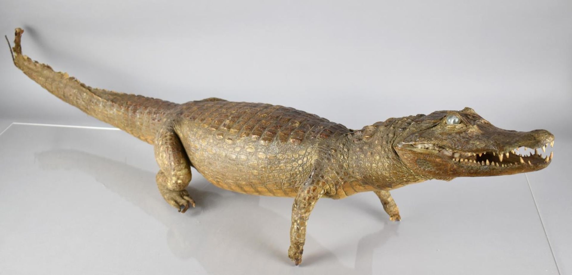 A Large 19th Century Taxidermy Study Of a Cayman with Glass Eyes. 115cm Long - Image 2 of 2