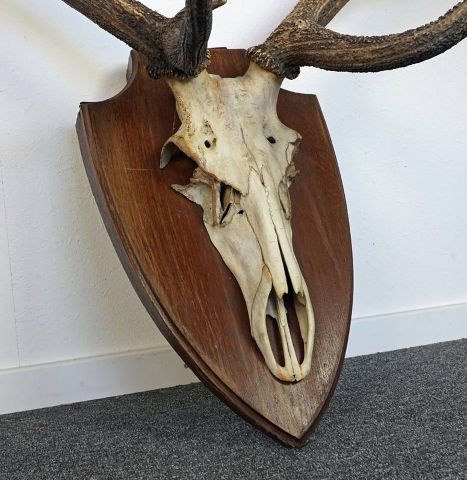 Large stag trophy - Image 3 of 3