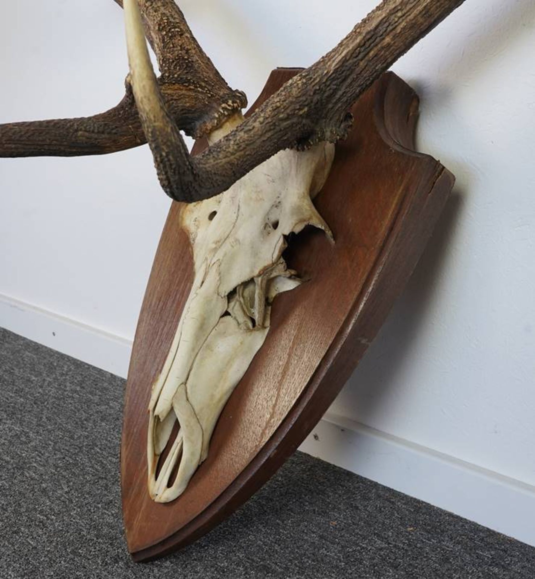 Large stag trophy - Image 2 of 3