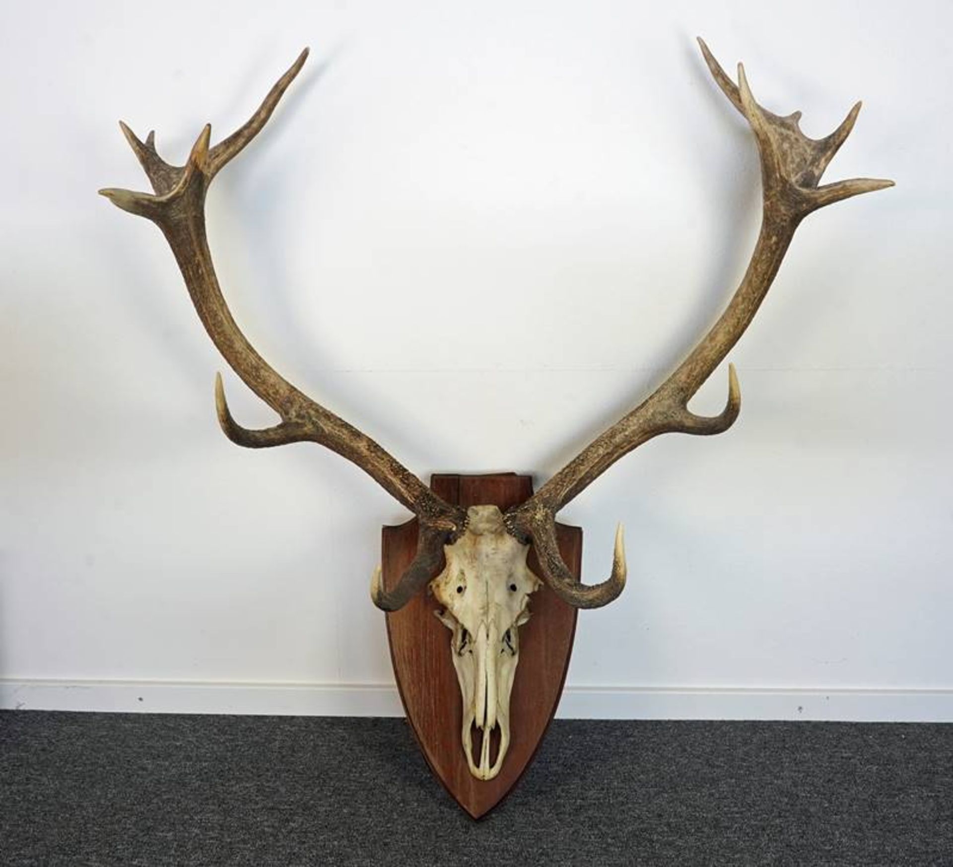 Large stag trophy