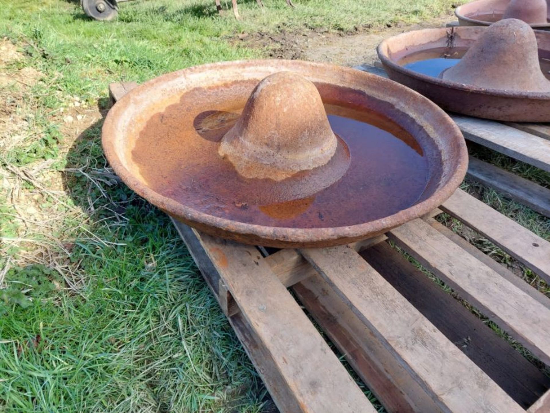 Mexican hat feeder