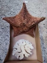 CARTON WITH PIECE OF CORAL & A STAR FISH SHELL