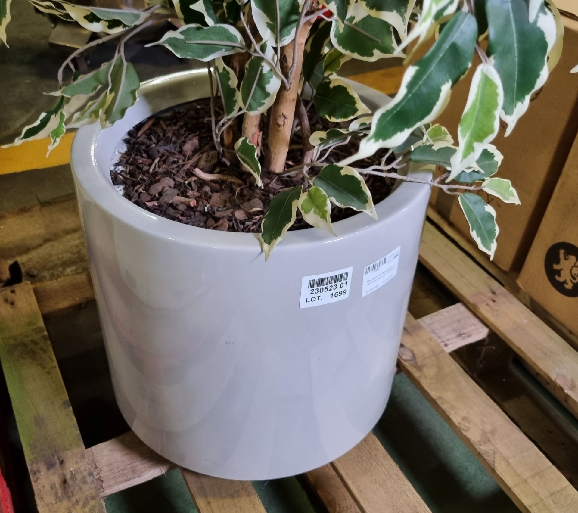 Pot plant for decoration - L 400 x W 400 x H 1800mm - Image 3 of 3