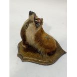 Taxidermy, a badger's head mounted on a moulded oak shield wall plaque