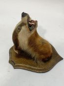 Taxidermy, a badger's head mounted on a moulded oak shield wall plaque