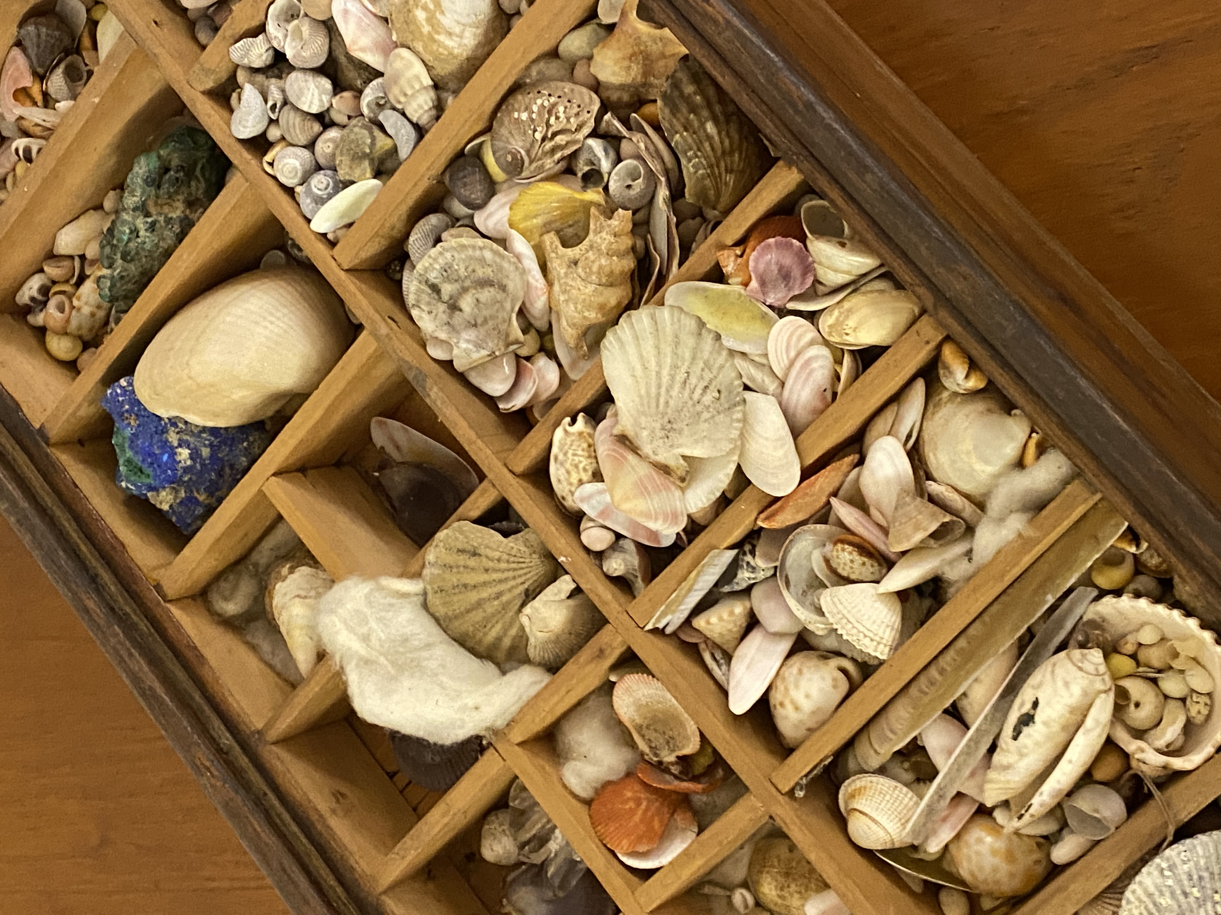 A collection of small sea shells, contained within a stained pine display box with lift out tray ( - Image 2 of 3