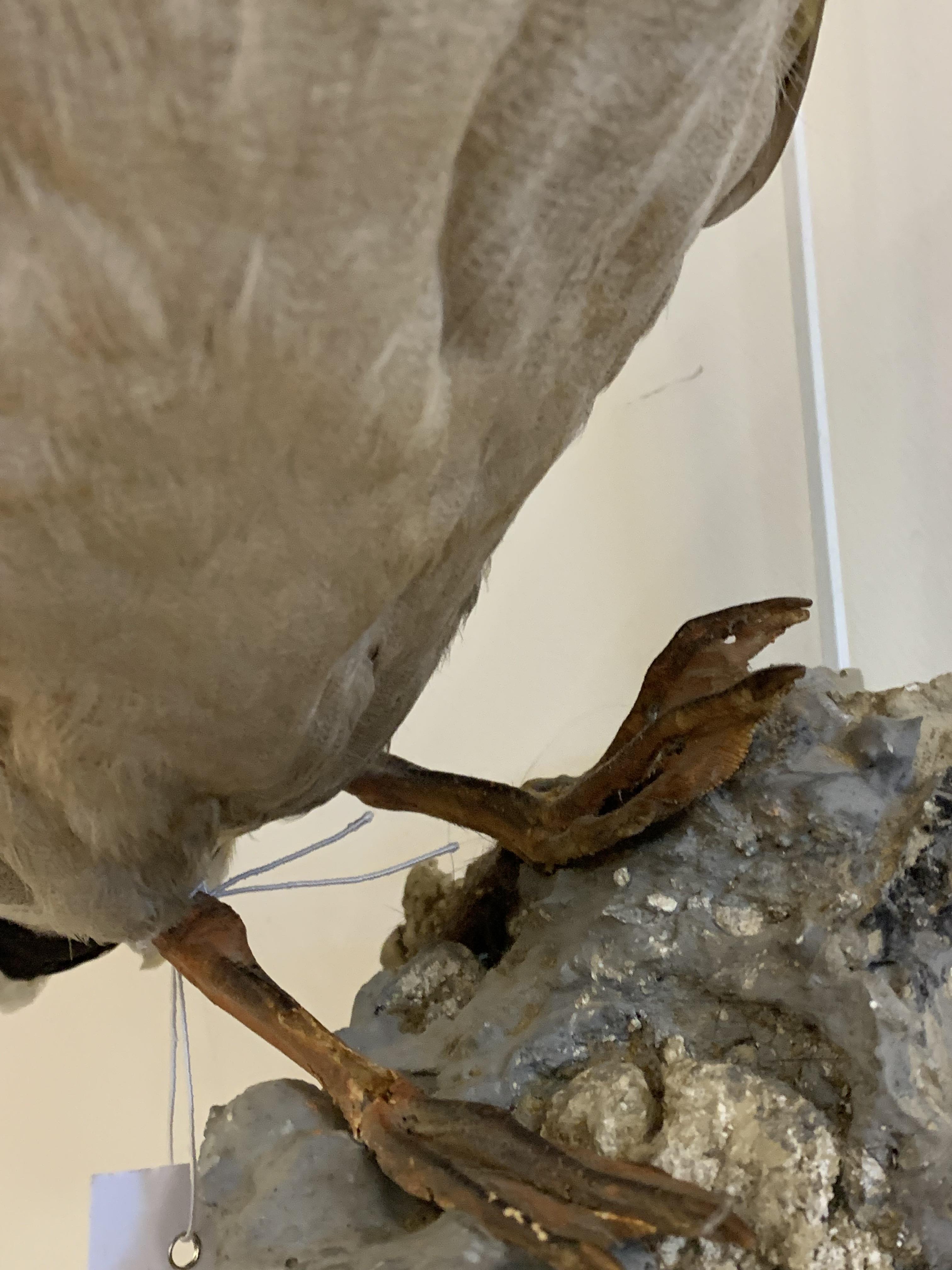 Taxidermy: a full study of a mallard duck, mounted on a wall hanging rockwork base, H47cm - Image 2 of 3