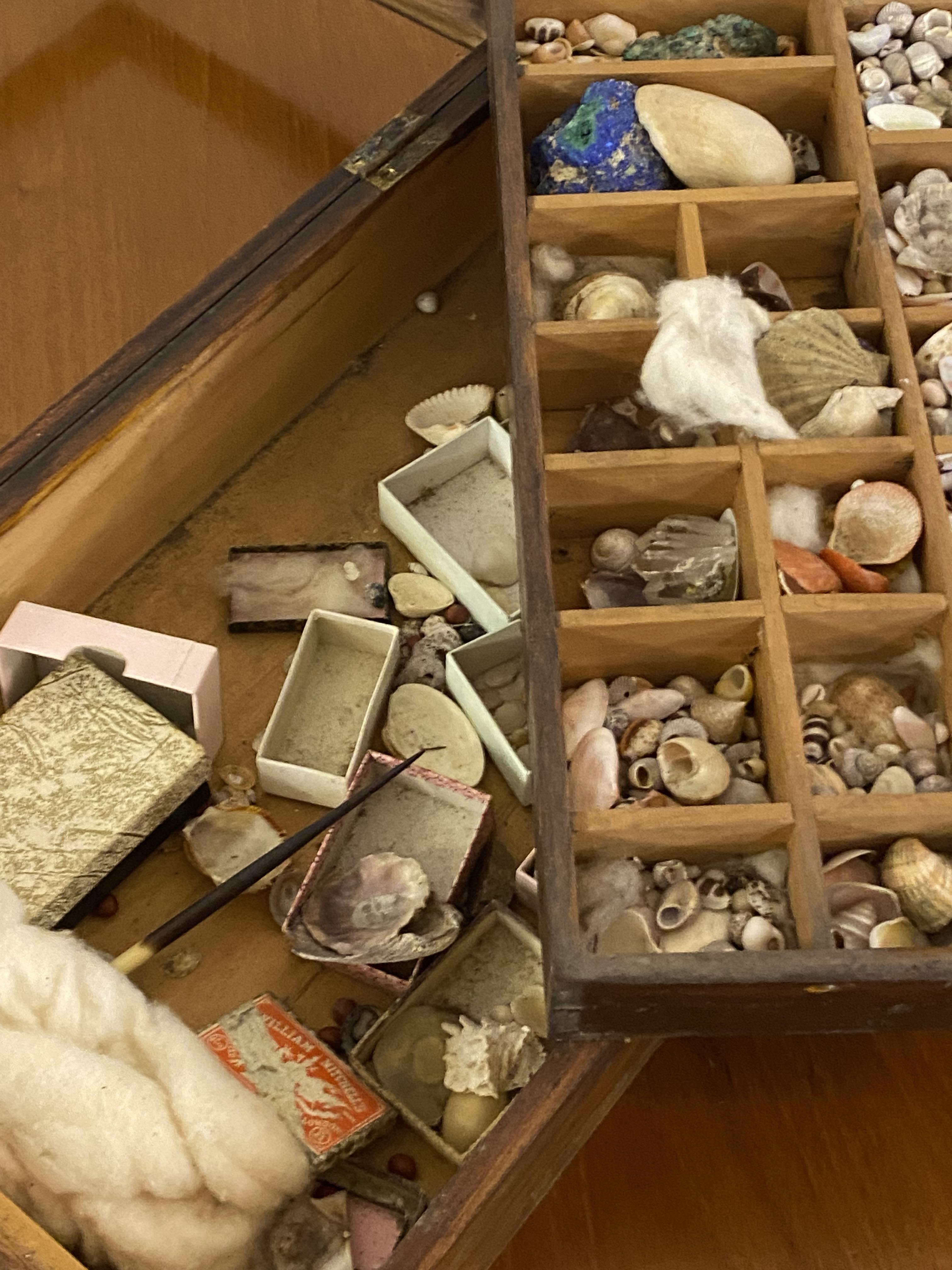 A collection of small sea shells, contained within a stained pine display box with lift out tray ( - Image 3 of 3