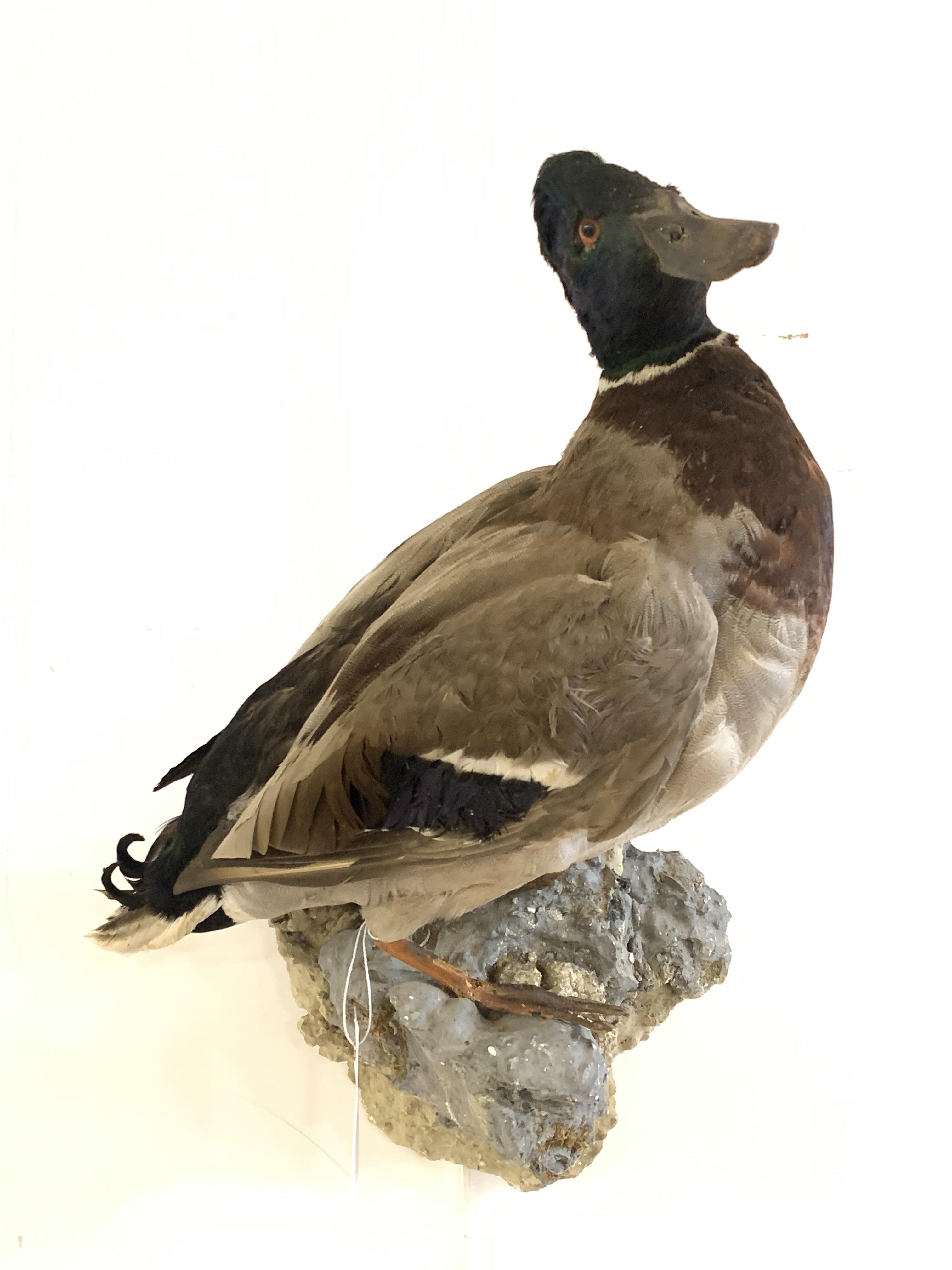 Taxidermy: a full study of a mallard duck, mounted on a wall hanging rockwork base, H47cm