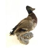 Taxidermy: a full study of a mallard duck, mounted on a wall hanging rockwork base, H47cm
