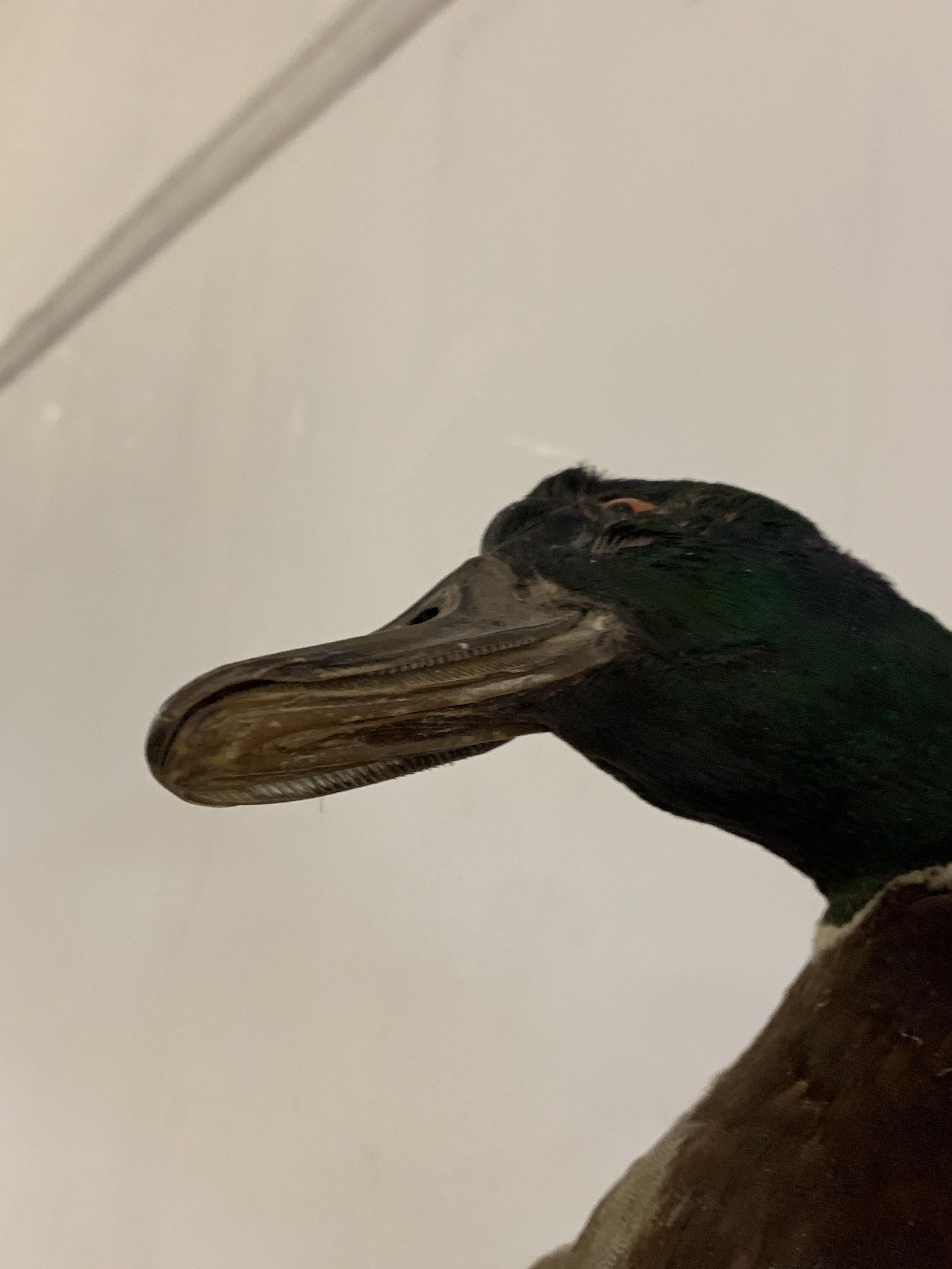 Taxidermy: a full study of a mallard duck, mounted on a wall hanging rockwork base, H47cm - Image 3 of 3