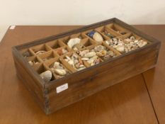 A collection of small sea shells, contained within a stained pine display box with lift out tray (