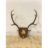 A pair of five point stag antlers, mounted on a shield plaque, H64cm
