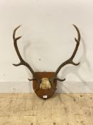 A pair of five point stag antlers, mounted on a shield plaque, H64cm